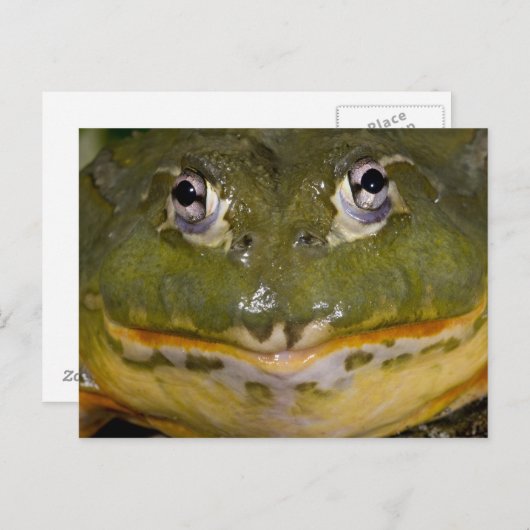 Afrikanischer Burrowing Bullfrog, Pyxicephalus Postkarte (Vorne/Hinten)