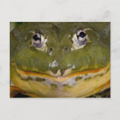 Afrikanischer Burrowing Bullfrog, Pyxicephalus Postkarte (Vorderseite)