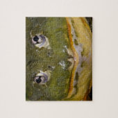 Afrikanischer Burrowing Bullfrog, Pyxicephalus Puzzle (Vertikal)