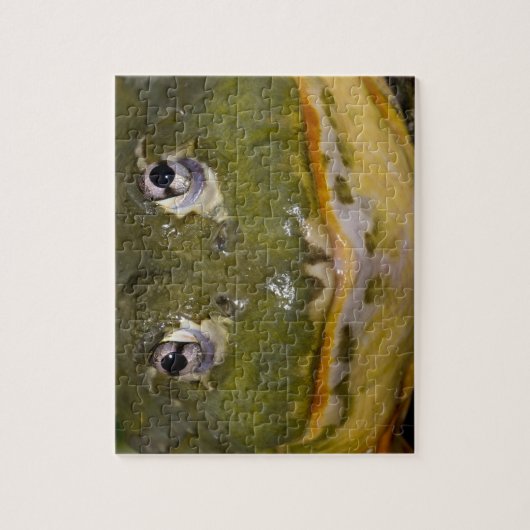 Afrikanischer Burrowing Bullfrog, Pyxicephalus Puzzle (Vertikal)