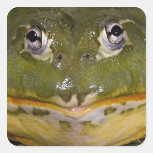 Afrikanischer Burrowing Bullfrog, Pyxicephalus Quadratischer Aufkleber (Vorderseite)