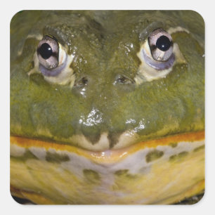 Afrikanischer Burrowing Bullfrog, Pyxicephalus Quadratischer Aufkleber