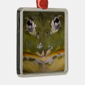 Afrikanischer Burrowing Bullfrog, Pyxicephalus Silbernes Ornament (Rechts)