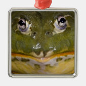 Afrikanischer Burrowing Bullfrog, Pyxicephalus Silbernes Ornament (Vorne)