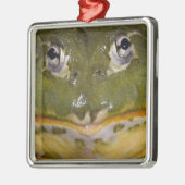 Afrikanischer Burrowing Bullfrog, Pyxicephalus Silbernes Ornament (Links)