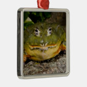 Afrikanischer Burrowing Bullfrog, Pyxicephalus Silbernes Ornament (Rechts)