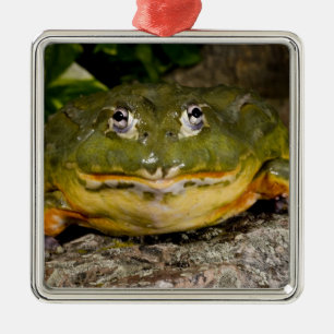 Afrikanischer Burrowing Bullfrog, Pyxicephalus Silbernes Ornament