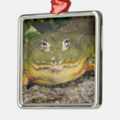 Afrikanischer Burrowing Bullfrog, Pyxicephalus Silbernes Ornament (Links)