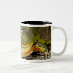 Afrikanischer Burrowing Bullfrog, Pyxicephalus Zweifarbige Tasse