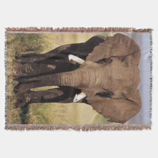 Afrikanischer Busch-Elefant Decke (Vorderseite)