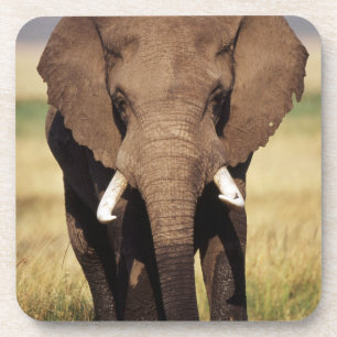 Afrikanischer Busch-Elefant Getränkeuntersetzer