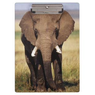 Afrikanischer Busch-Elefant Klemmbrett