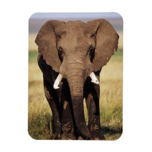 Afrikanischer Busch-Elefant Magnet