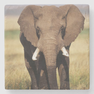 Afrikanischer Busch-Elefant Steinuntersetzer