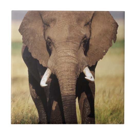 Afrikanischer Buschelefant Fliese (Vorderseite)