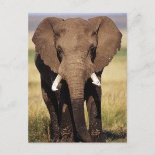 Afrikanischer Buschelefant Postkarte