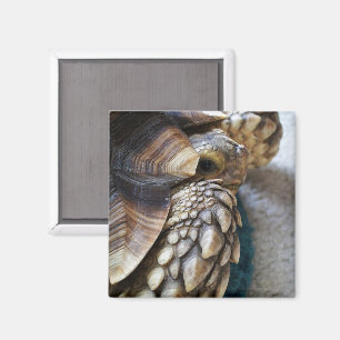 Afrikanischer Dornröschen, Sulcata Tortoise Leg, M Magnet