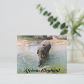Afrikanischer Elefant # 2 Postkarte (Stehend Vorderseite)