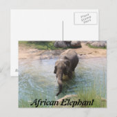 Afrikanischer Elefant # 2 Postkarte (Vorne/Hinten)