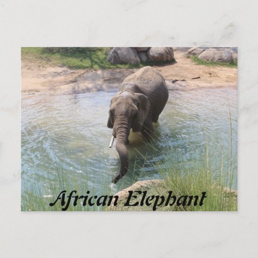 Afrikanischer Elefant # 2 Postkarte (Vorderseite)
