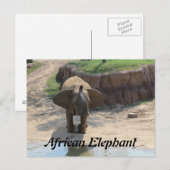 Afrikanischer Elefant # 6 Postkarte (Vorne/Hinten)