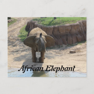 Afrikanischer Elefant # 6 Postkarte