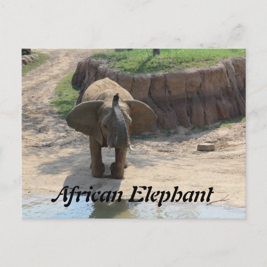 Afrikanischer Elefant # 6 Postkarte (Vorderseite)