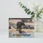 Afrikanischer Elefant # 7 Postkarte (Stehend Vorderseite)