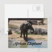 Afrikanischer Elefant # 7 Postkarte (Vorne/Hinten)