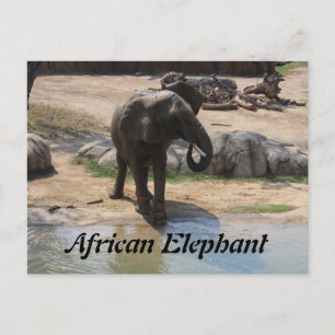 Afrikanischer Elefant # 7 Postkarte