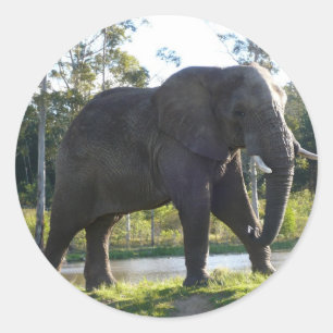 Afrikanischer Elefant-Aufkleber Runder Aufkleber