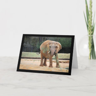 Afrikanischer Elefant beim Essen Karte