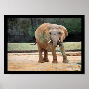 Afrikanischer Elefant beim Essen Poster