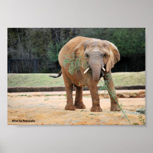 Afrikanischer Elefant beim Essen Poster