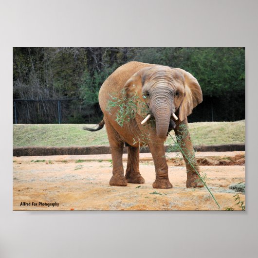 Afrikanischer Elefant beim Essen Poster (Vorne)