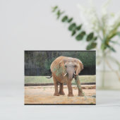 Afrikanischer Elefant beim Essen Postkarte (Stehend Vorderseite)