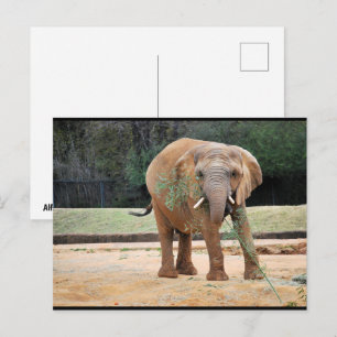 Afrikanischer Elefant beim Essen Postkarte