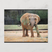 Afrikanischer Elefant beim Essen Postkarte (Vorderseite)