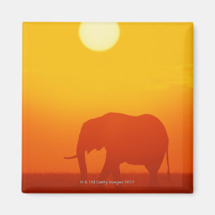Afrikanischer Elefant, der am Sonnenuntergang, Magnet