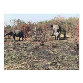 Afrikanischer Elefant Fotoabzug Fotodruck