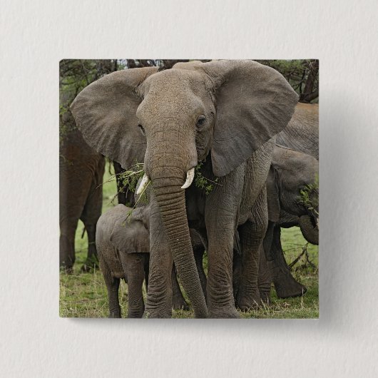 Afrikanischer Elefant | Herde Button (Vorderseite)