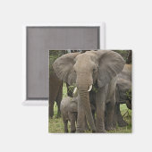 Afrikanischer Elefant | Herde Magnet (Vorderseite/Rückseite)