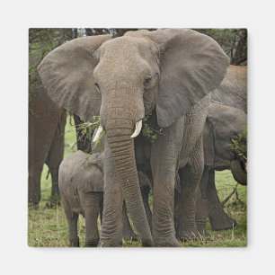 Afrikanischer Elefant Herde Magnet