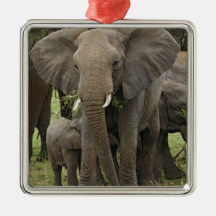 Afrikanischer Elefant Herde Ornament Aus Metall