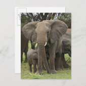 Afrikanischer Elefant | Herde Postkarte (Vorne/Hinten)