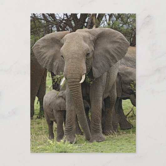 Afrikanischer Elefant | Herde Postkarte (Vorderseite)