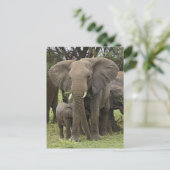 Afrikanischer Elefant | Herde Postkarte (Stehend Vorderseite)