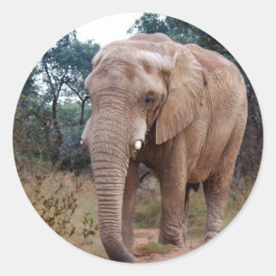 Afrikanischer Elefant im Busch Runder Aufkleber