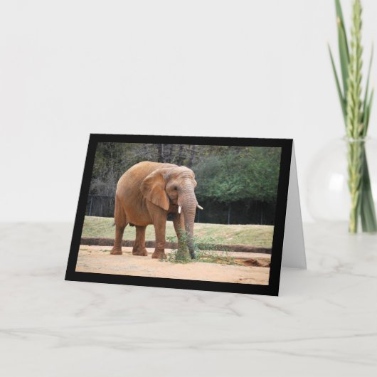 Afrikanischer Elefant im Park Karte (Vorderseite)