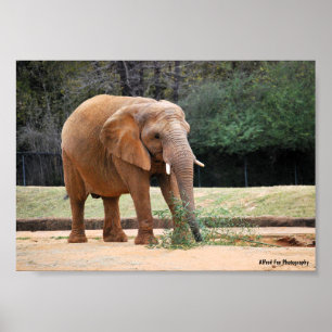 Afrikanischer Elefant im Park Poster